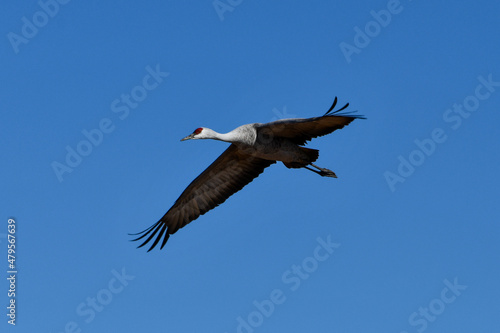 Sandhill crane in flight. Whitewater Draw Wildlife Area, McNeal, Arizona. 1.5.22 photo