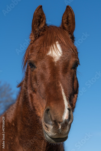 Vertical portrait of a beautiful chestnut colored horse