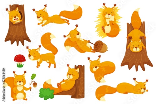 Cartoon squirrel sleeping, cute squirrels with acorns. Funny forest wildlife animal character sitting in tree hollow, holding acorn vector set. Lovely fluffy creature having different activities photo