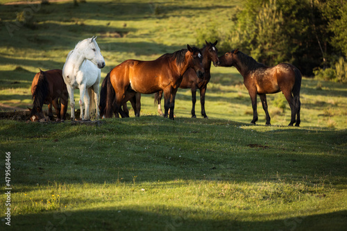 Beautiful horses on a green landscape. Comanesti  Romania.
