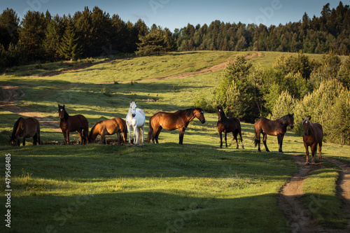 Beautiful horses on a green landscape. Comanesti, Romania. © danmir12