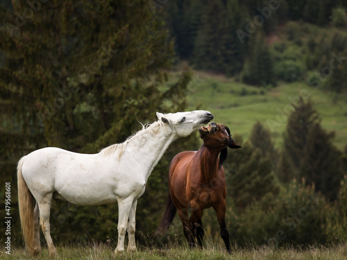 Beautiful two horses playing on a green landscape with fir trees in background. Comanesti  Romania.