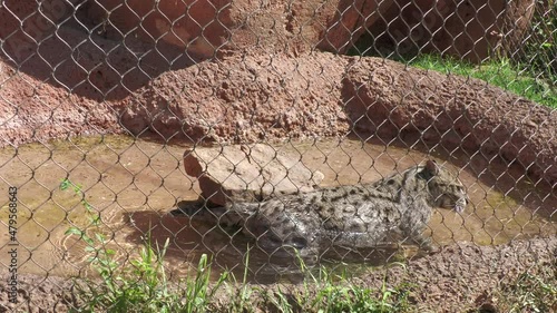 A fishing cat swims in clear waters inside a fenced pool