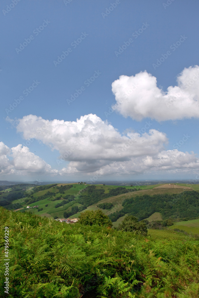 Hills and ferns landscape on a blue sky background