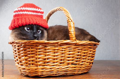 Funny cat in a red knitted hat in a wicker basket. Siamese cute cat. © Светлана Лазаренко