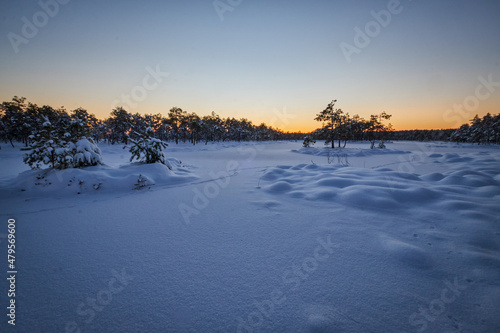 winter sunset in snowy bug and swamp with snow and pine trees