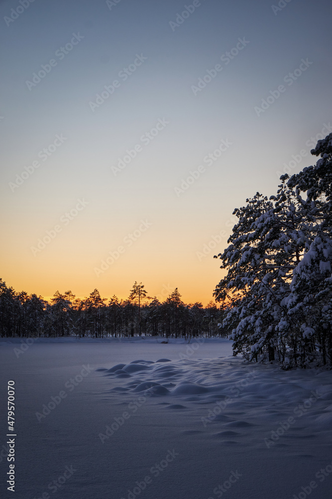 winter sunset in snowy bug and swamp with snow and pine trees winter sunset in snowy bug and swamp with snow and pine trees