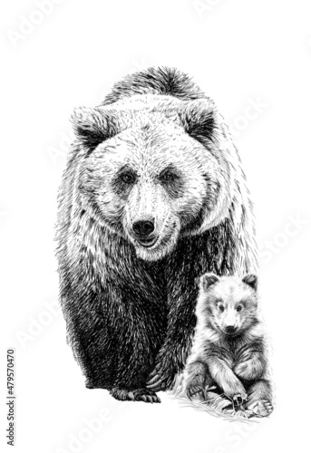 Hand drawn baby and adult bear, sketch graphics monochrome illustration on white background