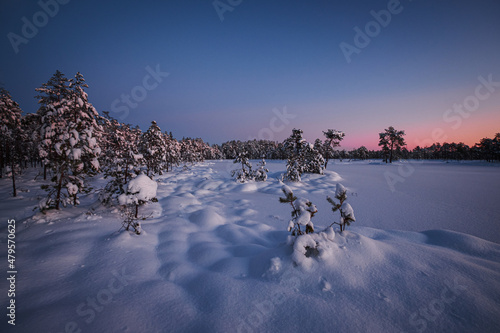 winter sunset in snowy bug and swamp with snow and pine trees