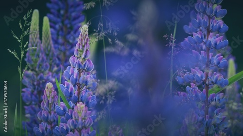 Bush Of Wild Flowers Lupine In Summer Field Meadow Panorama Summer Background. Lupinus, Commonly Known As Lupin Or Lupine, Is A Genus Of Flowering Plants In The Legume Family, Fabaceae 4K photo