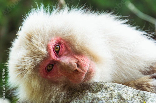 close up of a macaques monkey nagano © Deniz