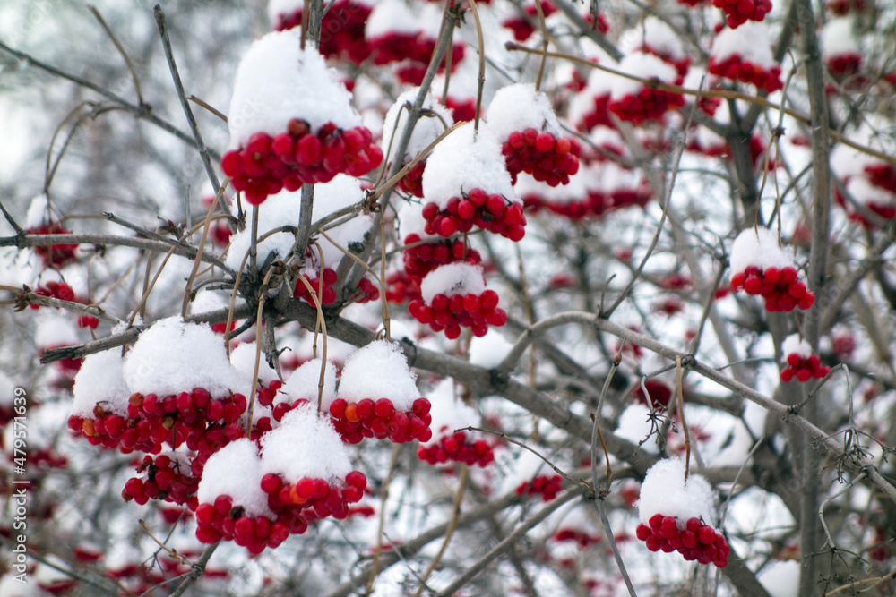 Bunches of viburnum covered with snow Bunches of viburnum covered with snow
