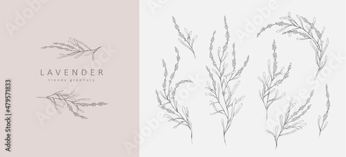 Set of Lavender logo and branch. Hand drawn wedding herb, plant and monogram with elegant leaves for invitation save the date card design. Botanical