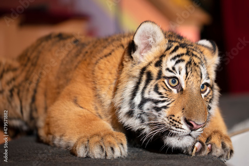 Fototapeta Naklejka Na Ścianę i Meble -  Amur striped tiger. Wild striped felines.