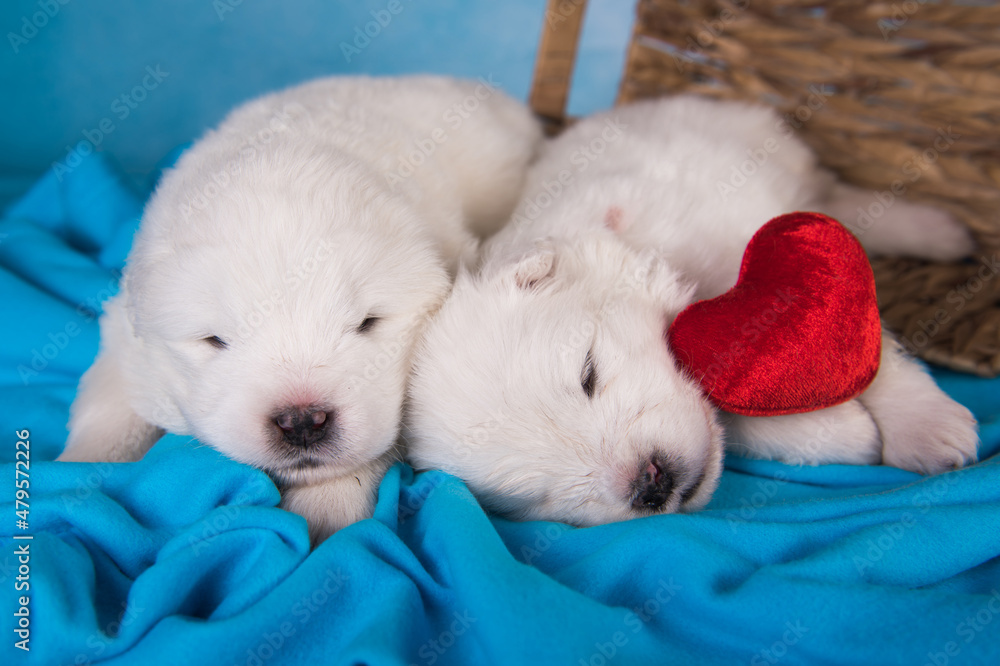 Two White fluffy small Samoyed puppies dogs are on blue Two White fluffy small Samoyed puppies dogs are on blue