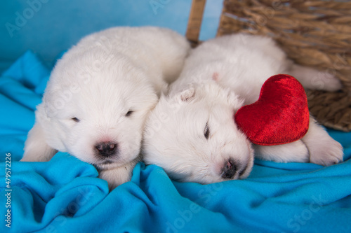 Two White fluffy small Samoyed puppies dogs are on blue