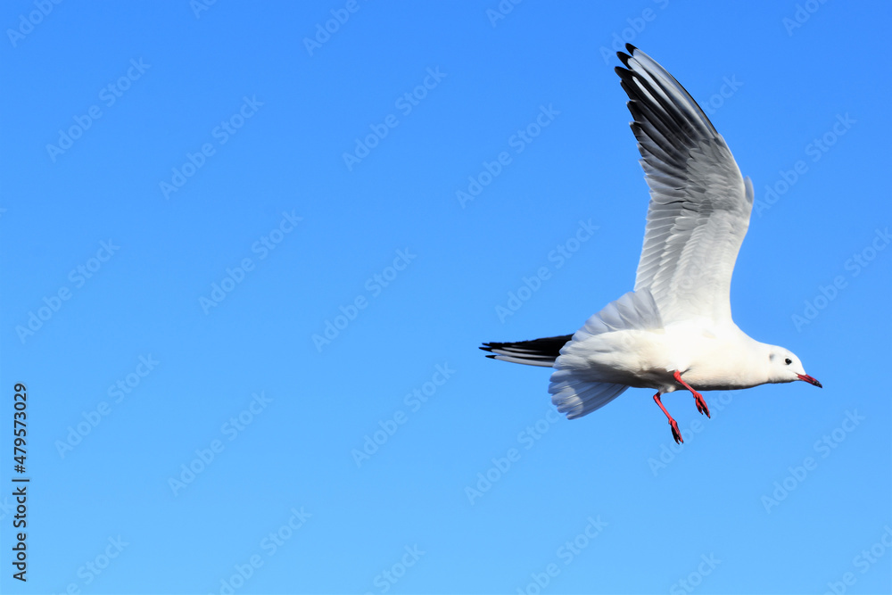 百合鴎､ユリカモメ、ゆりかもめ、Black-headed Gull,Larus ridibundus、渡り鳥