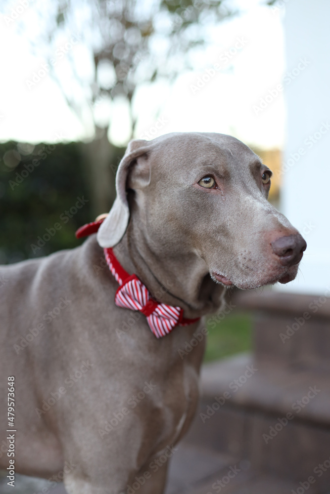 Weimaraner grey dog 