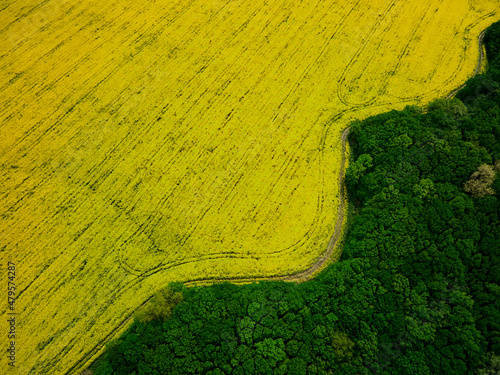 Bird's eye view from a drone of a passing canola crop