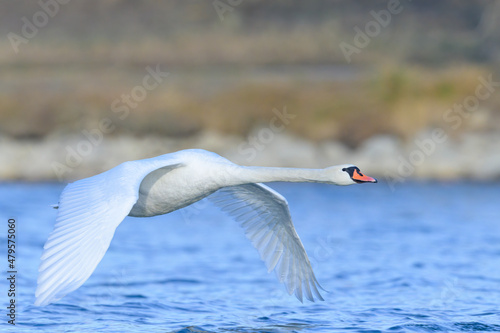 A mute swan in flight over a pond