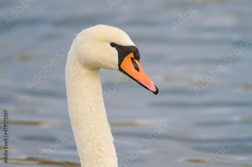 A mute swan swimming on a pond