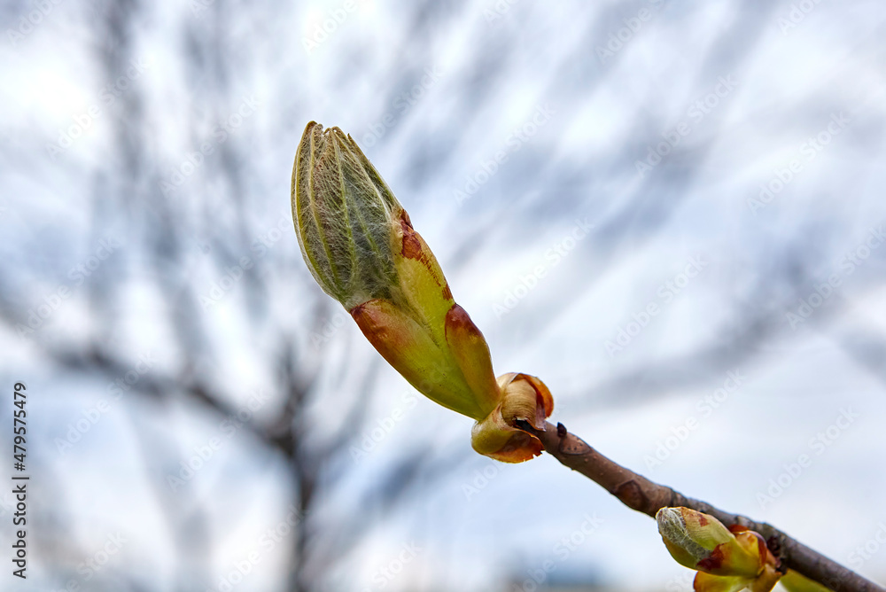 Large swollen buds on chestnuts in parks and squares. Large swollen buds on chestnuts in parks and squares.