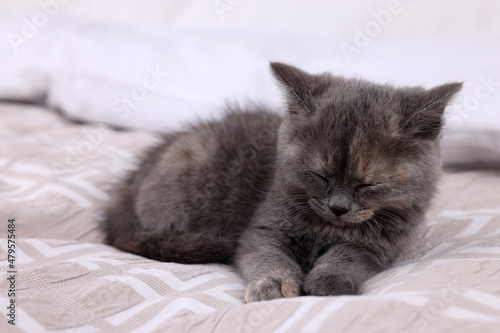 Cute fluffy kitten sleeping on soft bed