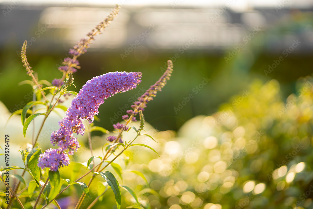 ブッドレア フサフジウツギ 夕焼け Stock Photo Adobe Stock ブッドレア フサフジウツギ 夕焼け Stock Photo Adobe Stock