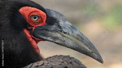 portrait of southern ground hornbill