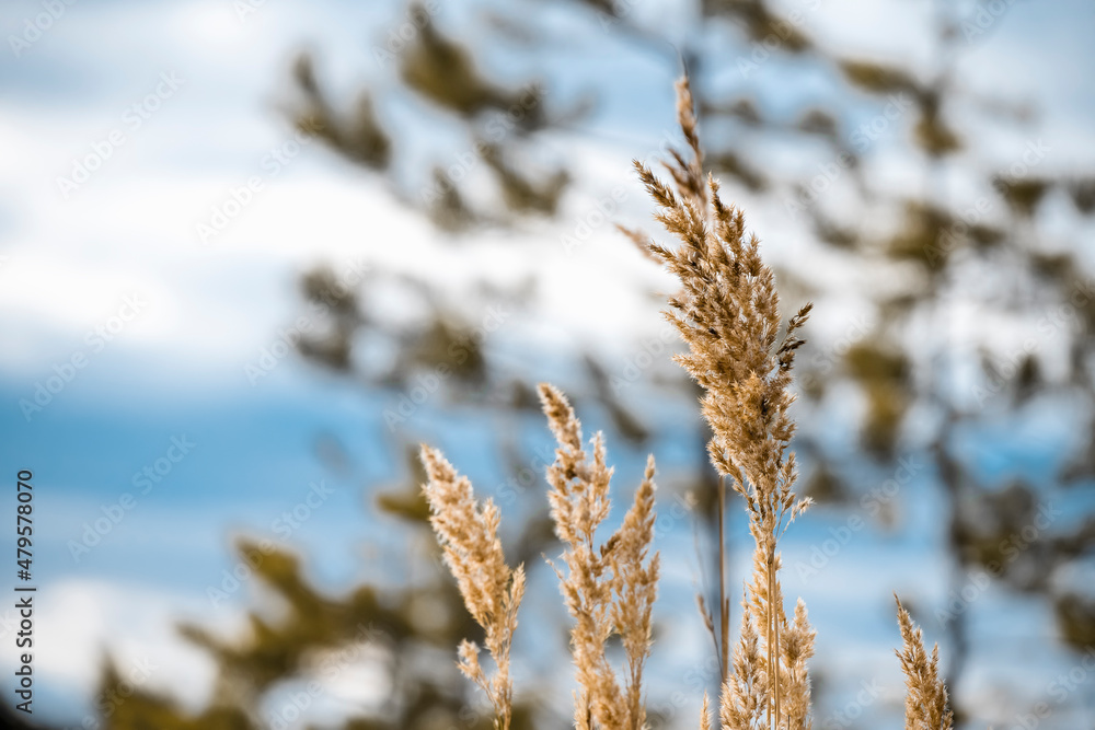 Ripe spikelets grow against the background of the sky in the forest. Ripe spikelets grow against the background of the sky in the forest.
