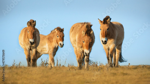 Przewalski's horse (Equus przewalskii or Equus ferus przewalskii), beautiful rare endangered horses in a pasture in the morning. Wildlife scene from nature, Hustai National Park, Mongolia