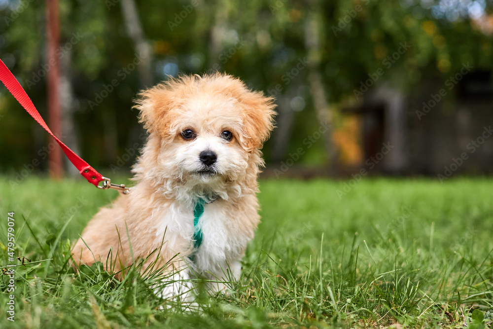 Small Maltipoo puppy is walking in green grass Small Maltipoo puppy is walking in green grass