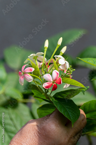 Madhabilata flower growing in home garden. Image shot at Howrah, West Bengal, India.  photo