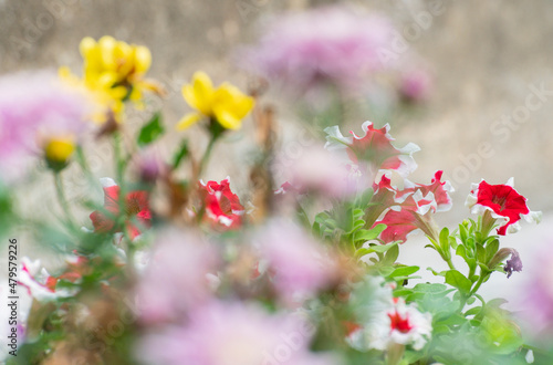 Colourful Petunia flowers in the garden. Image shot at Howrah, West Bengal, India.