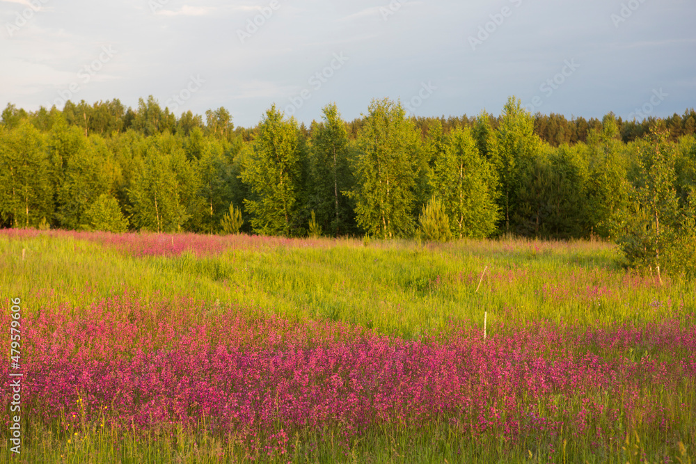 Chamaenerion (Ivan Chai) meadow field with pink purple flowers surrounded by green grass, forest with green trees foliage in background. Countryside in Russia