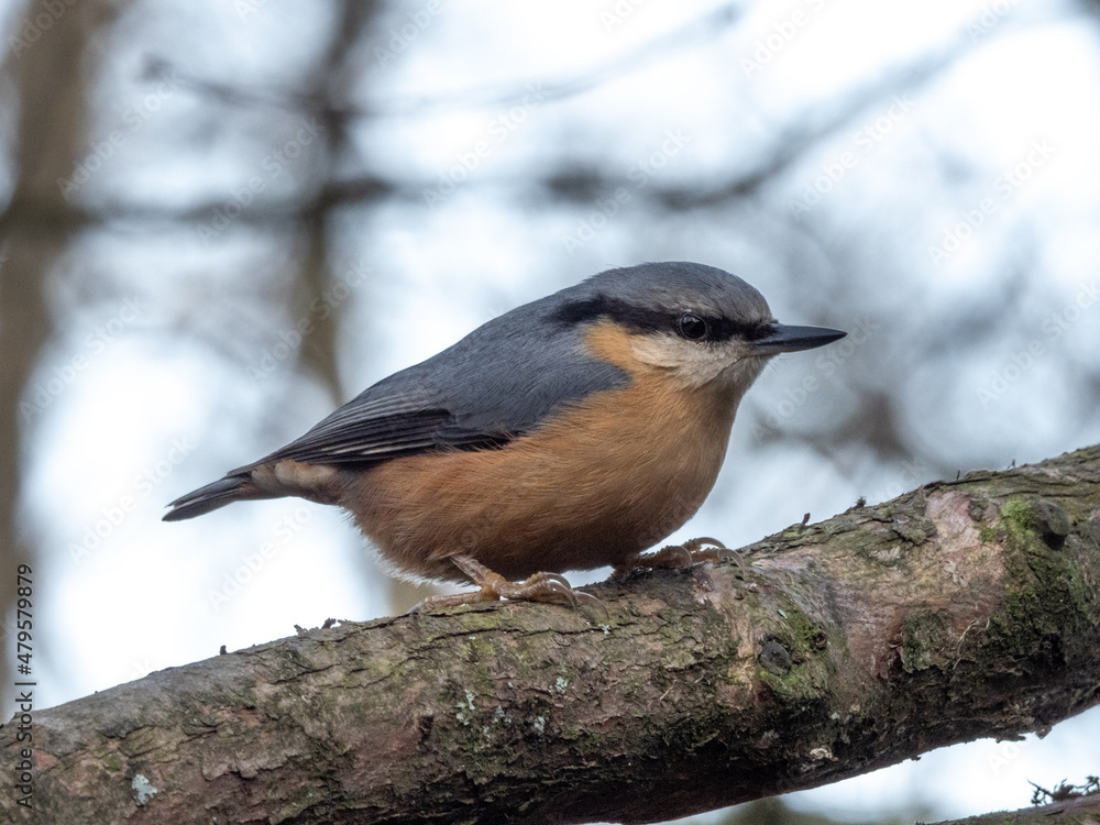 Obraz premium Nuthatch on a branch