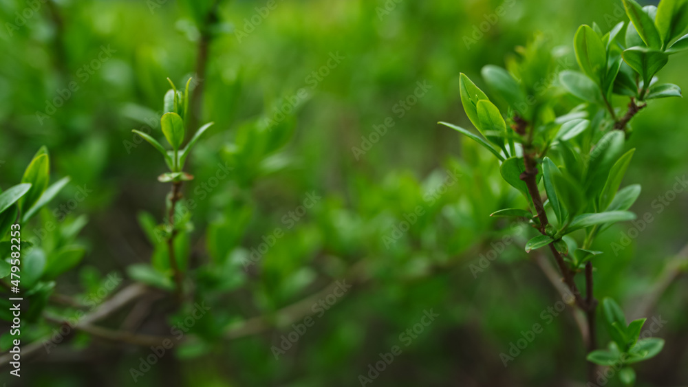 Green branches of bush growing in green spring forest. Relax atmosphere. Green branches of bush growing in green spring forest. Relax atmosphere.