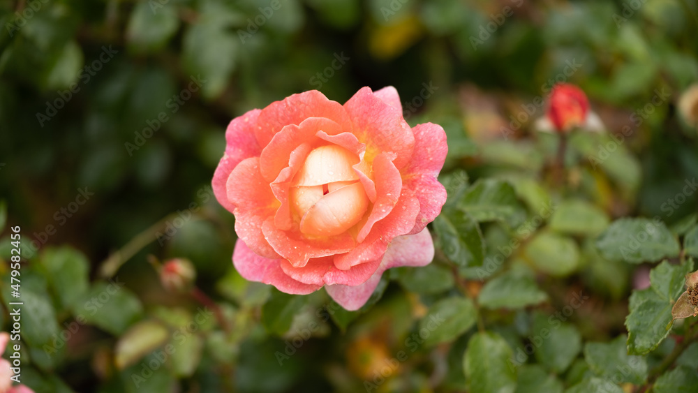 Rose garden. Beautiful blooming bush pink roses in lush greenery. Rose flower outdoor shot image. Roses for Valentine Day. Rose garden. Beautiful blooming bush pink roses in lush greenery. Rose flower outdoor shot image. Roses for Valentine Day.