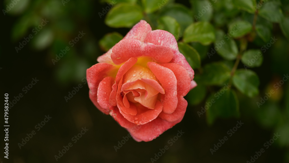 Rose garden. Beautiful blooming bush pink roses in lush greenery. Rose flower outdoor shot image. Roses for Valentine Day. Rose garden. Beautiful blooming bush pink roses in lush greenery. Rose flower outdoor shot image. Roses for Valentine Day.