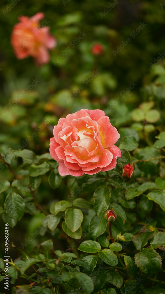 Rose garden. Beautiful blooming bush pink roses in lush greenery. Rose flower outdoor shot image. Roses for Valentine Day. Rose garden. Beautiful blooming bush pink roses in lush greenery. Rose flower outdoor shot image. Roses for Valentine Day.