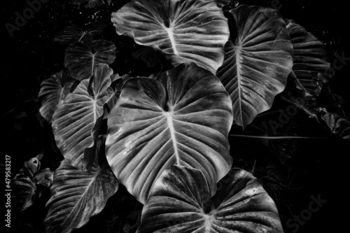 black and white Philodendron  photo