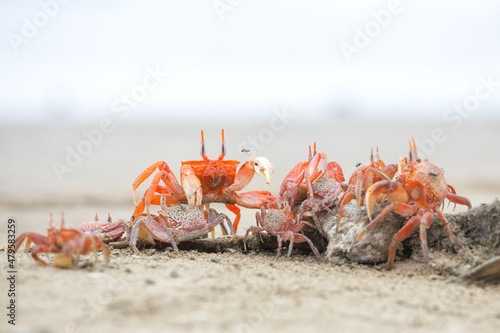 Ghost crabs photo