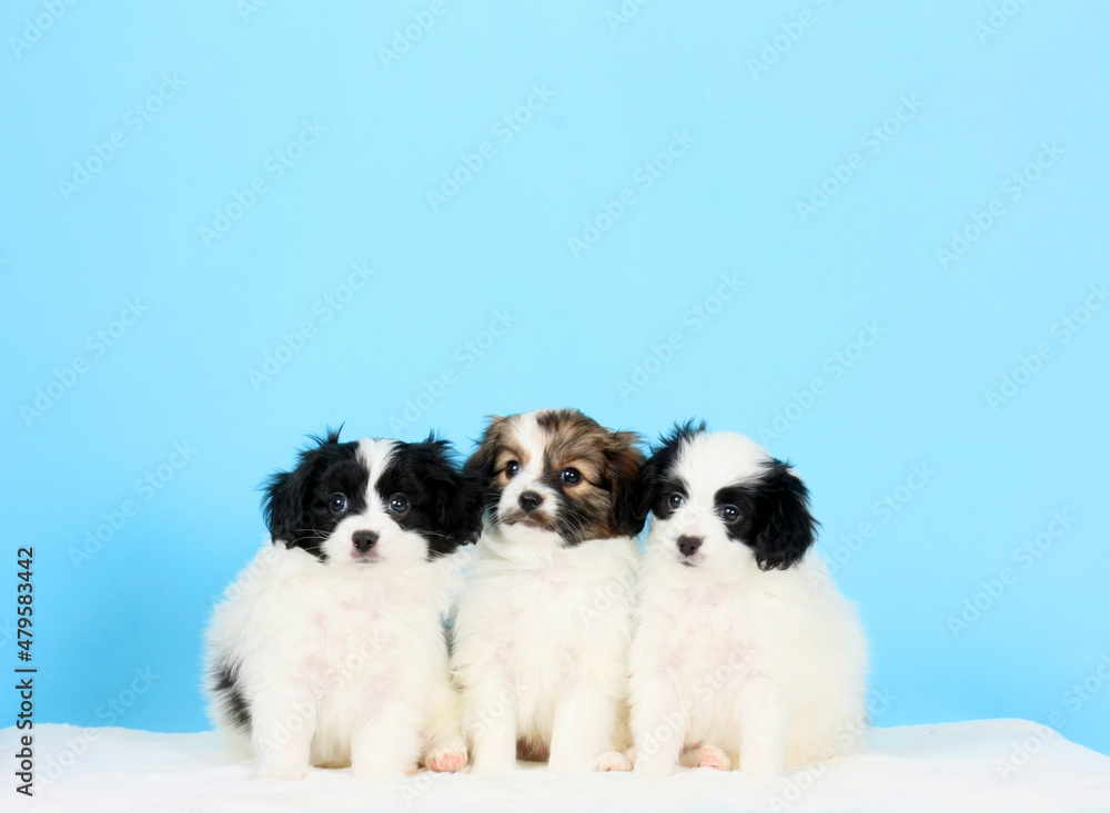 Three beautiful puppies pose on a blue background. Falenes are sitting with hanging ears in the studio. Small decorative dogs of the Continental Toy Spaniel breed. A copy of the space.