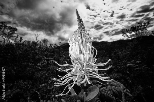 Oreocallis grandiflora photo