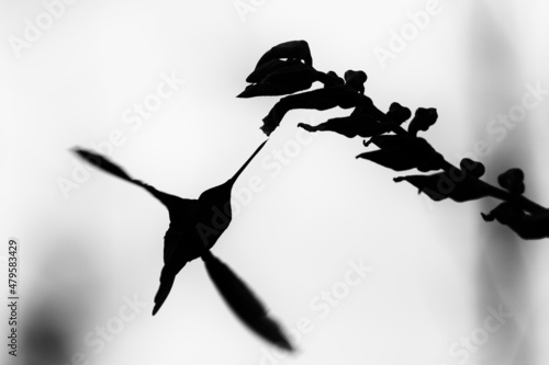 hummingbird silhouette photo