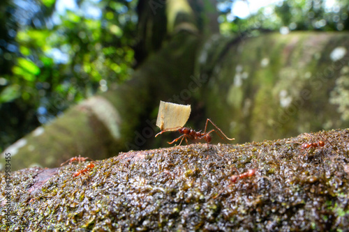 Leafcutter ants photo