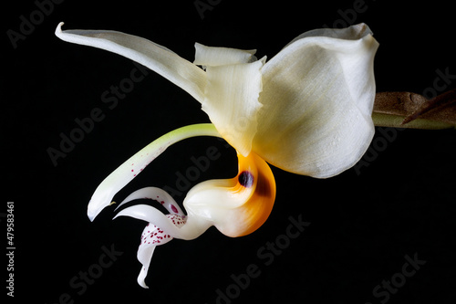 Stanhopea orchid photo