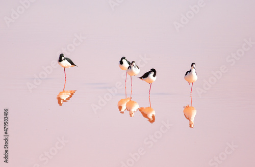 Himantopus mexicanus photo