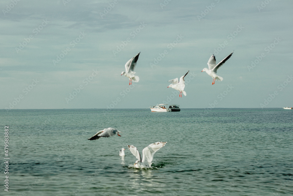 Seagull Summer Day flying Tourqoise Horizon Seagull Summer Day flying Tourqoise Horizon