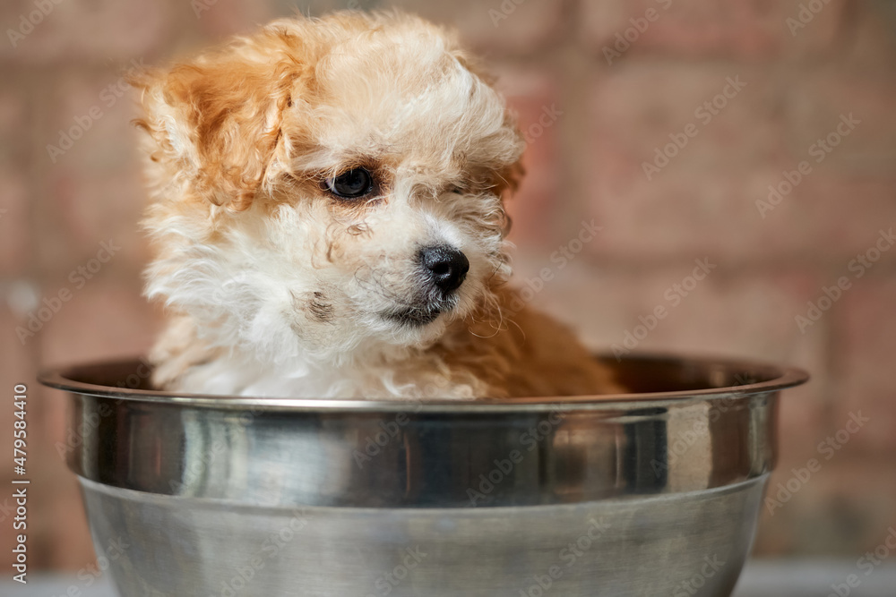 Premium Photo  Maltipoo puppy is weighed on a kitchen scale against a  brick wall